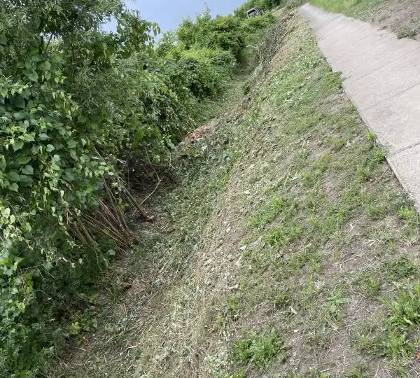 Bozótirtás 2