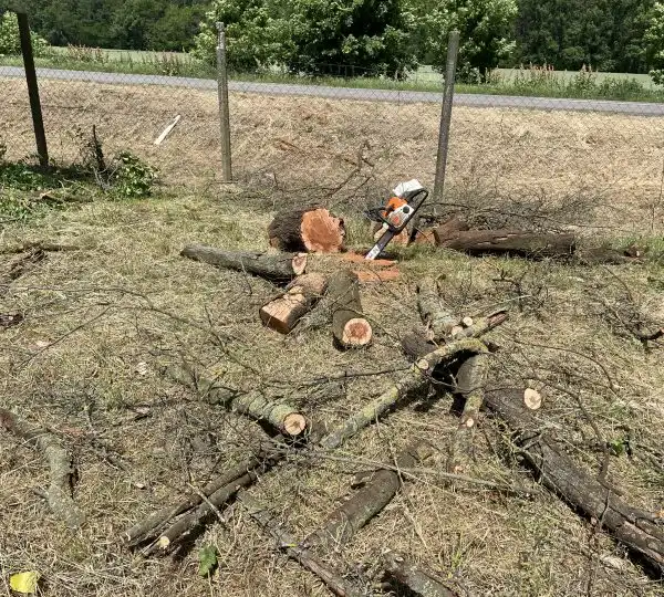 Fakivágás 3