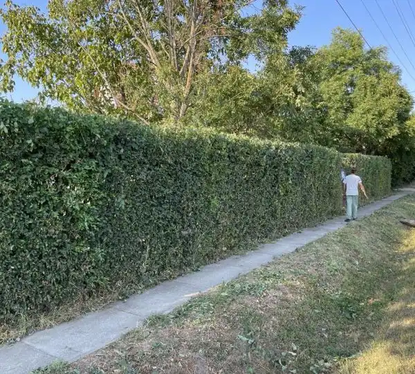 Sövénynyírás 2
