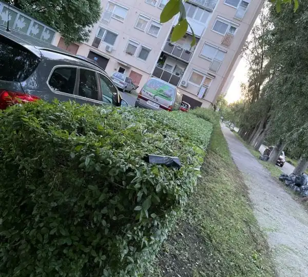 Sövénynyírás 6